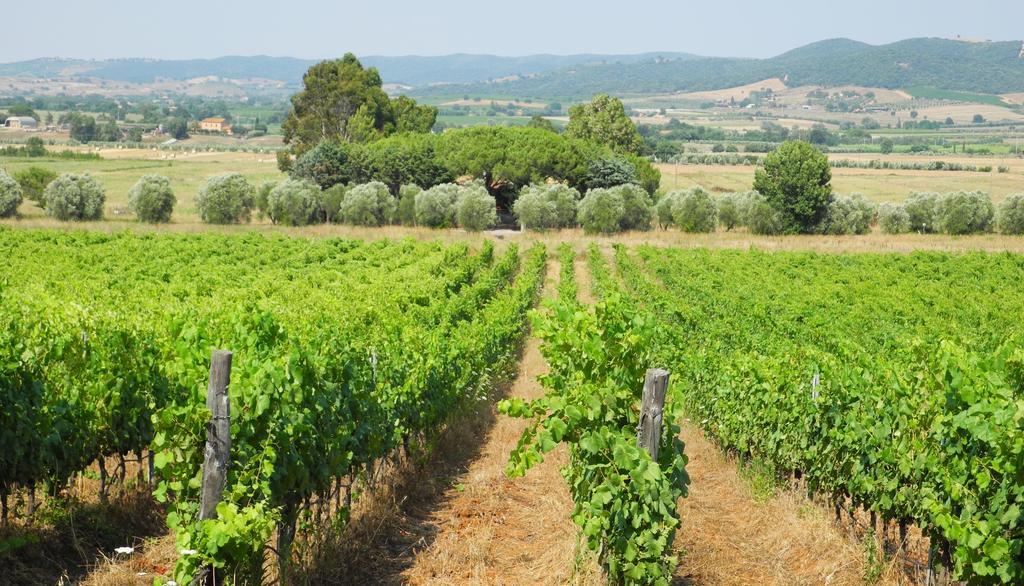 Podere Oslavia Az.Agr.Bio Giannini Alberese Εξωτερικό φωτογραφία