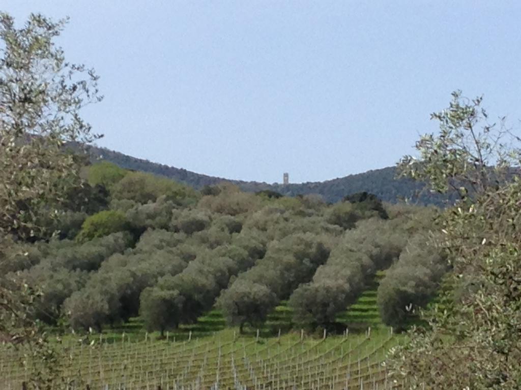 Podere Oslavia Az.Agr.Bio Giannini Alberese Εξωτερικό φωτογραφία